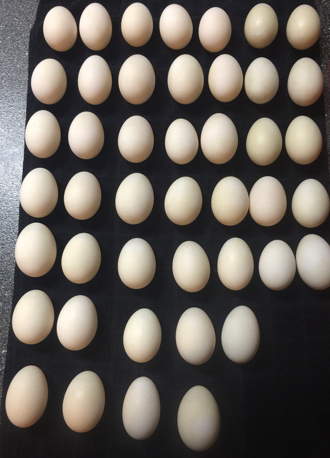 1 Dozen Organic Clean Duck Eggs Non GMO Free Range. Etsy