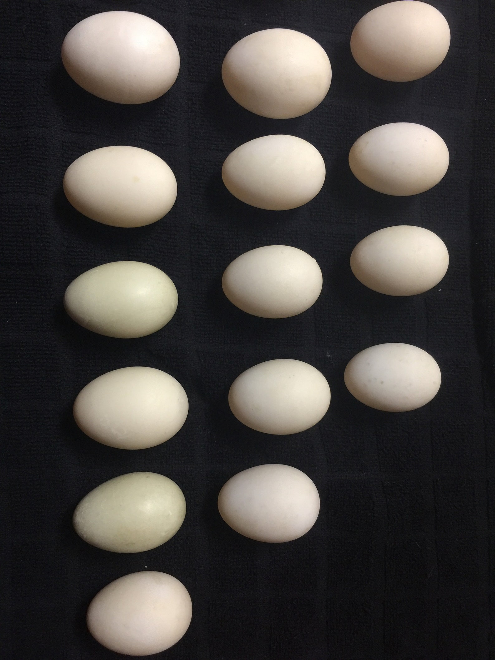 1 Dozen Organic Clean Duck Eggs Non GMO Free Range. Etsy