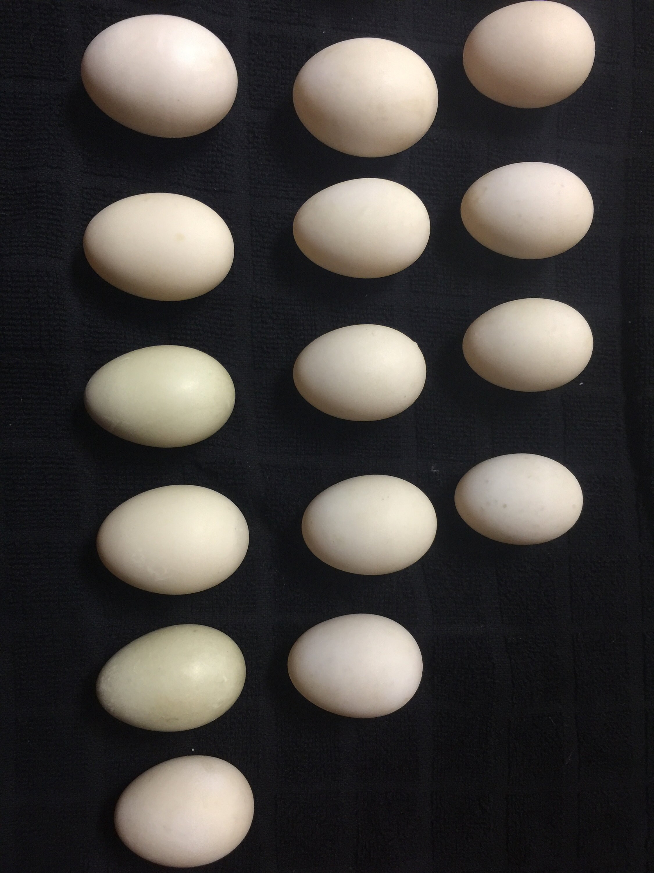 1 Dozen Organic Clean Duck Eggs Non GMO Free Range. Etsy
