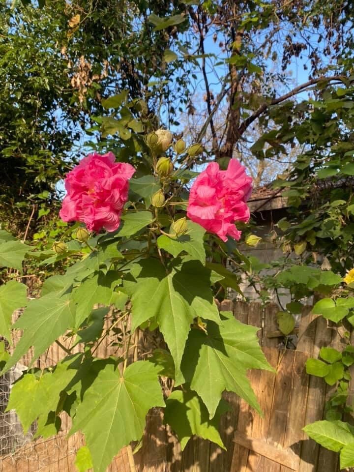 Confederate Rose Hibiscus seeds Etsy