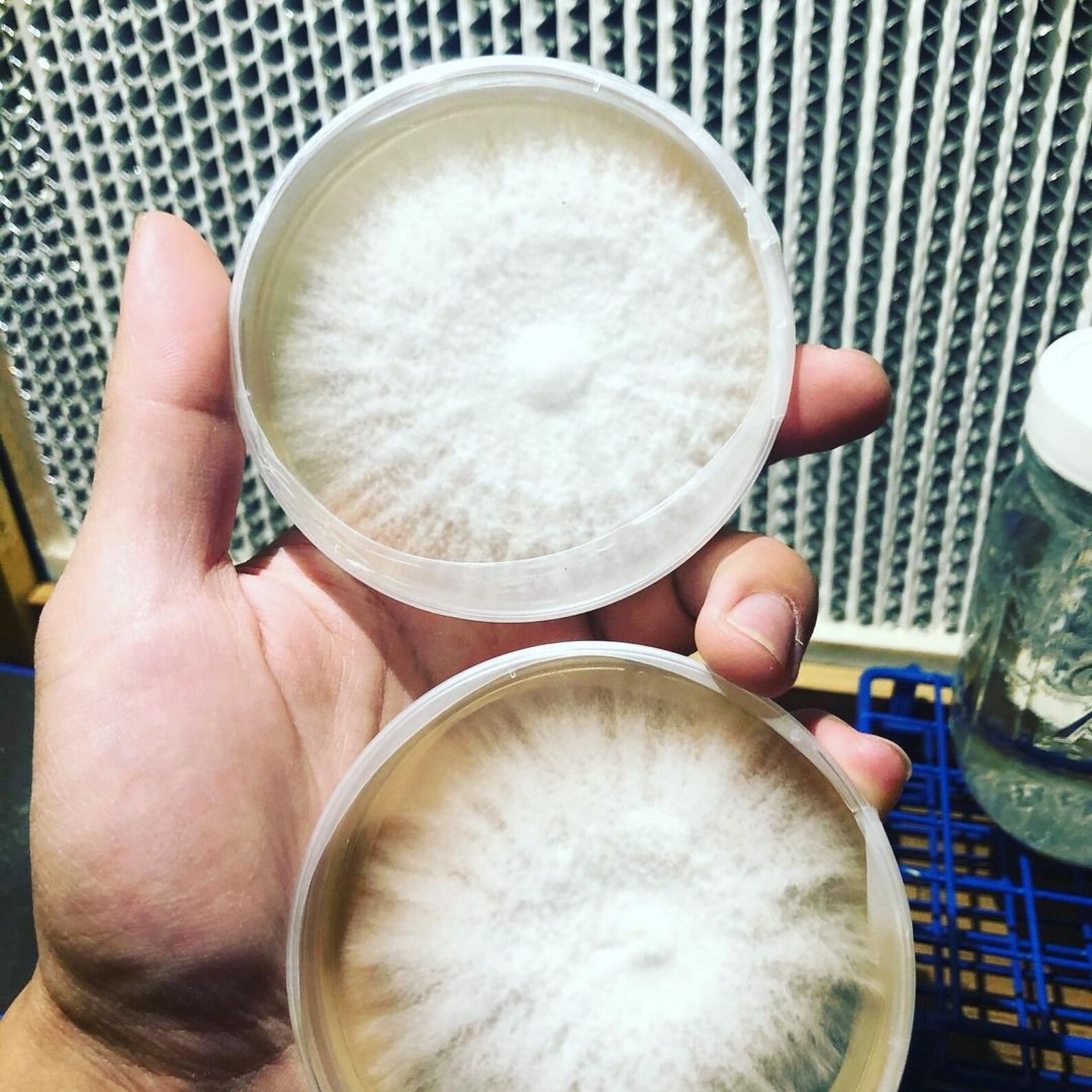 Malt Extract Agar Mix for Agar Plates and Mycology One Pack - Etsy