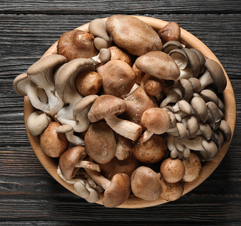 Shiitake Mushroom Liquid Culture 10 Cc High Quality Liquid Etsy