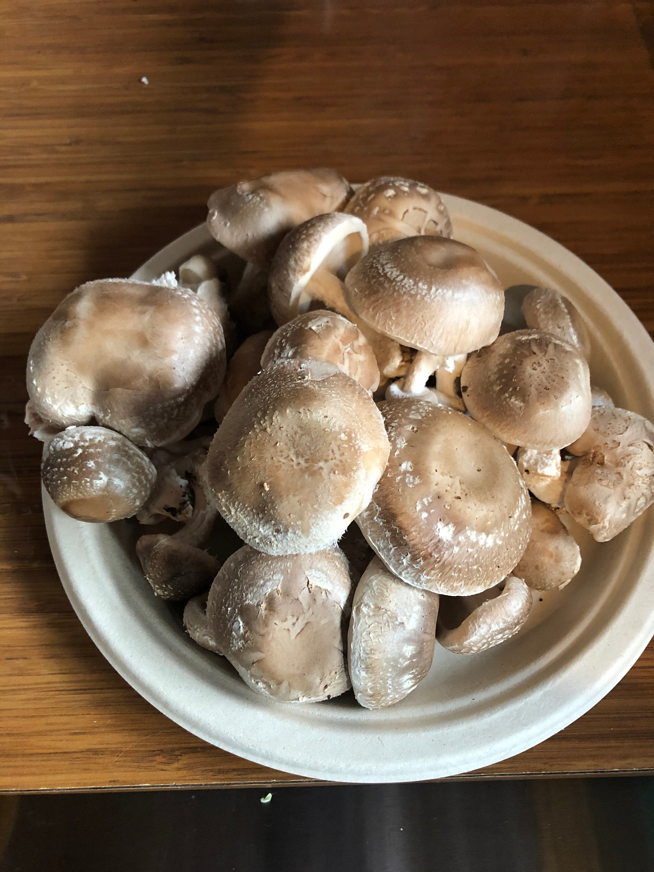 Shiitake Mushroom Liquid Culture 10 Cc High Quality Liquid Etsy