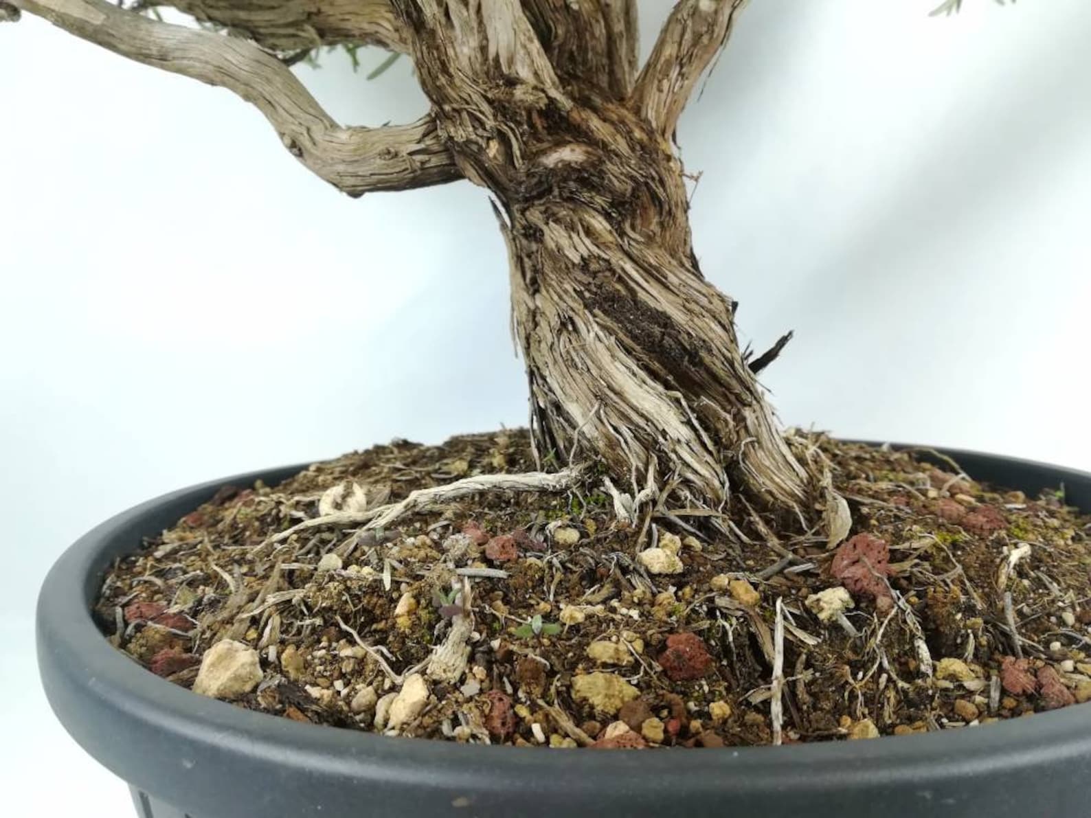 Bonsai Rosemary 52 cm 70 years in bloom at the moment Etsy