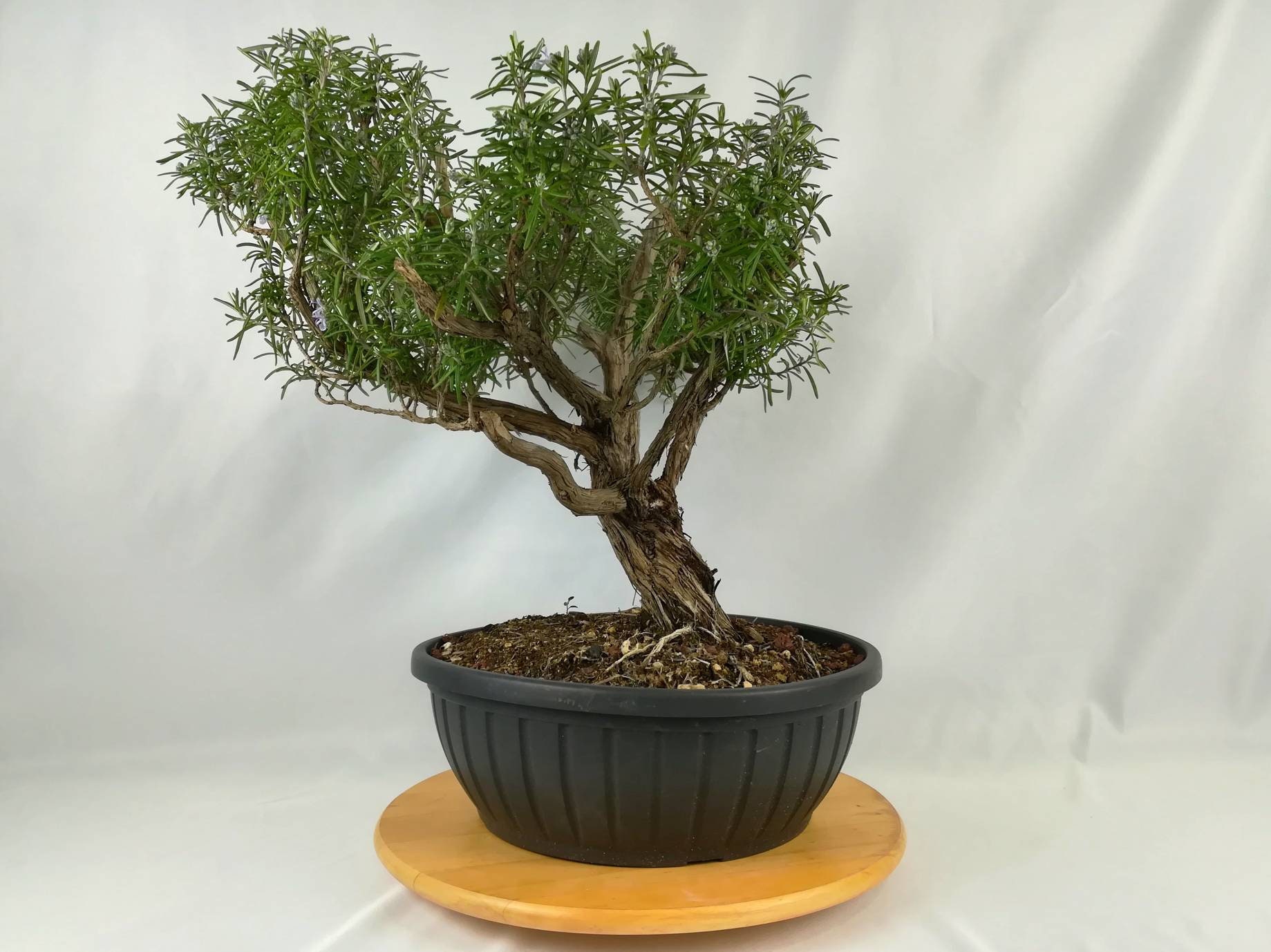 Bonsai Rosemary 52 cm 70 years in bloom at the moment Etsy