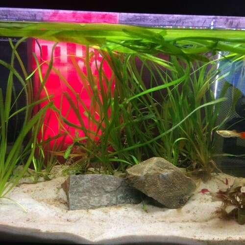 10 PACK Vallisneria Americana EELGRASS fast-growing Live - Etsy
