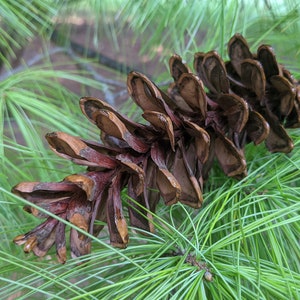 Pinecones | Holiday Decor | Cinnamon Scented | Christmas Decor