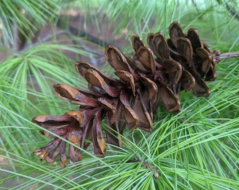 Pinecones | Holiday Decor | Cinnamon Scented | Christmas Decor