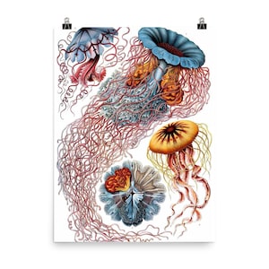 1904 Discomedusae Print - Ernst Haeckel Wall Art | Vintage Ocean Medusa Poster | Unique Home Decor