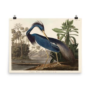 Louisiana Heron Wall Art Poster Print by John James Audubon - Exquisite Nature Decor for Home or Office