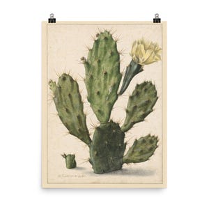 1683 Birnen Kaktus in Blüte Wand Kunst - Einzigartige Herman Saftleven Poster Dekor Dekor - Vintage Botanische Illustration