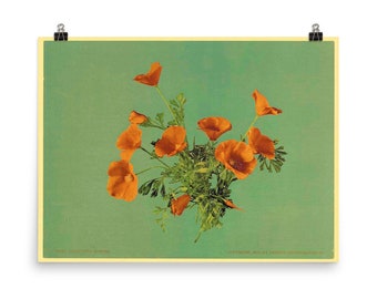 California Poppies by Detroit Photographic Co Poster Print
