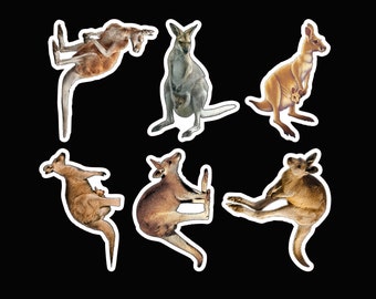 Kangaroo sticker pack laminated vinyl waterproof stickers