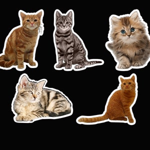 Cats sticker pack laminated vinyl waterproof stickers