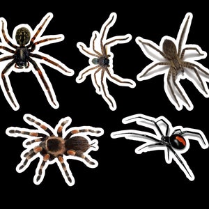 Spider sticker pack laminated vinyl waterproof stickers