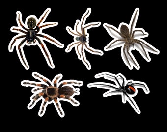 Spider sticker pack laminated vinyl waterproof stickers