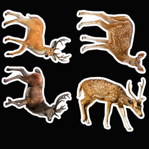 Deer sticker pack laminated vinyl waterproof stickers
