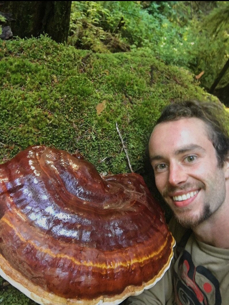 6 Medicinal Mushroom Blend Etsy