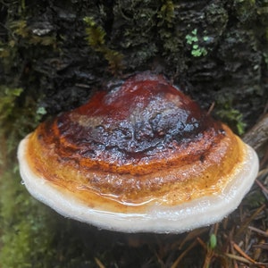 6 Heilpilz Mischung