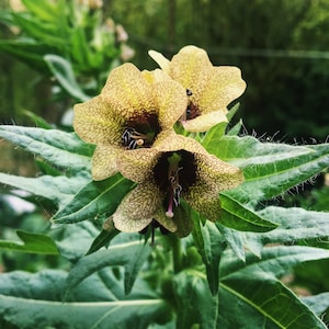 Henbane Flower Essence 2 oz.