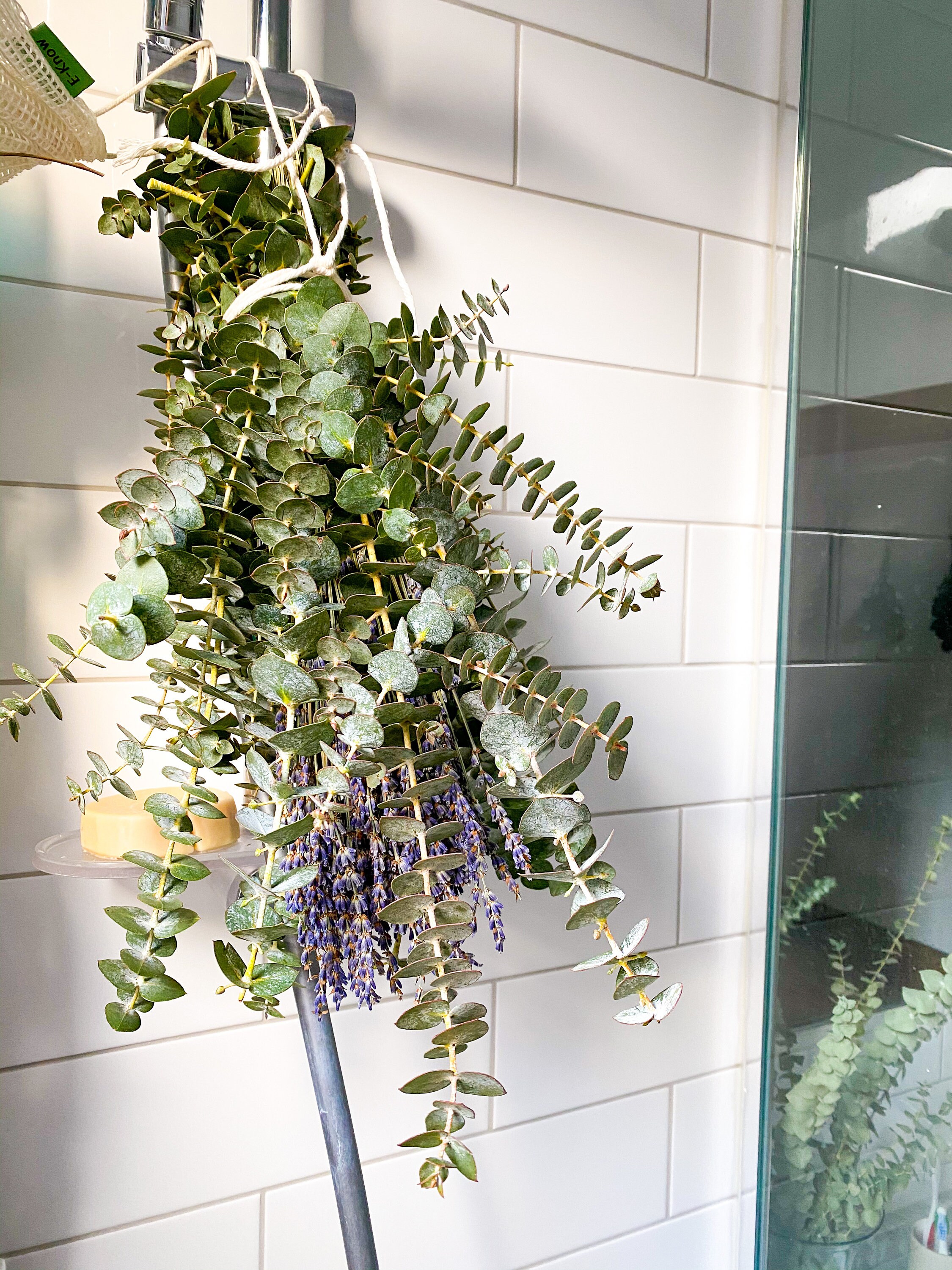 Eucalyptus Bundle With Lavender Aromatherapy Eucalyptus Etsy Canada