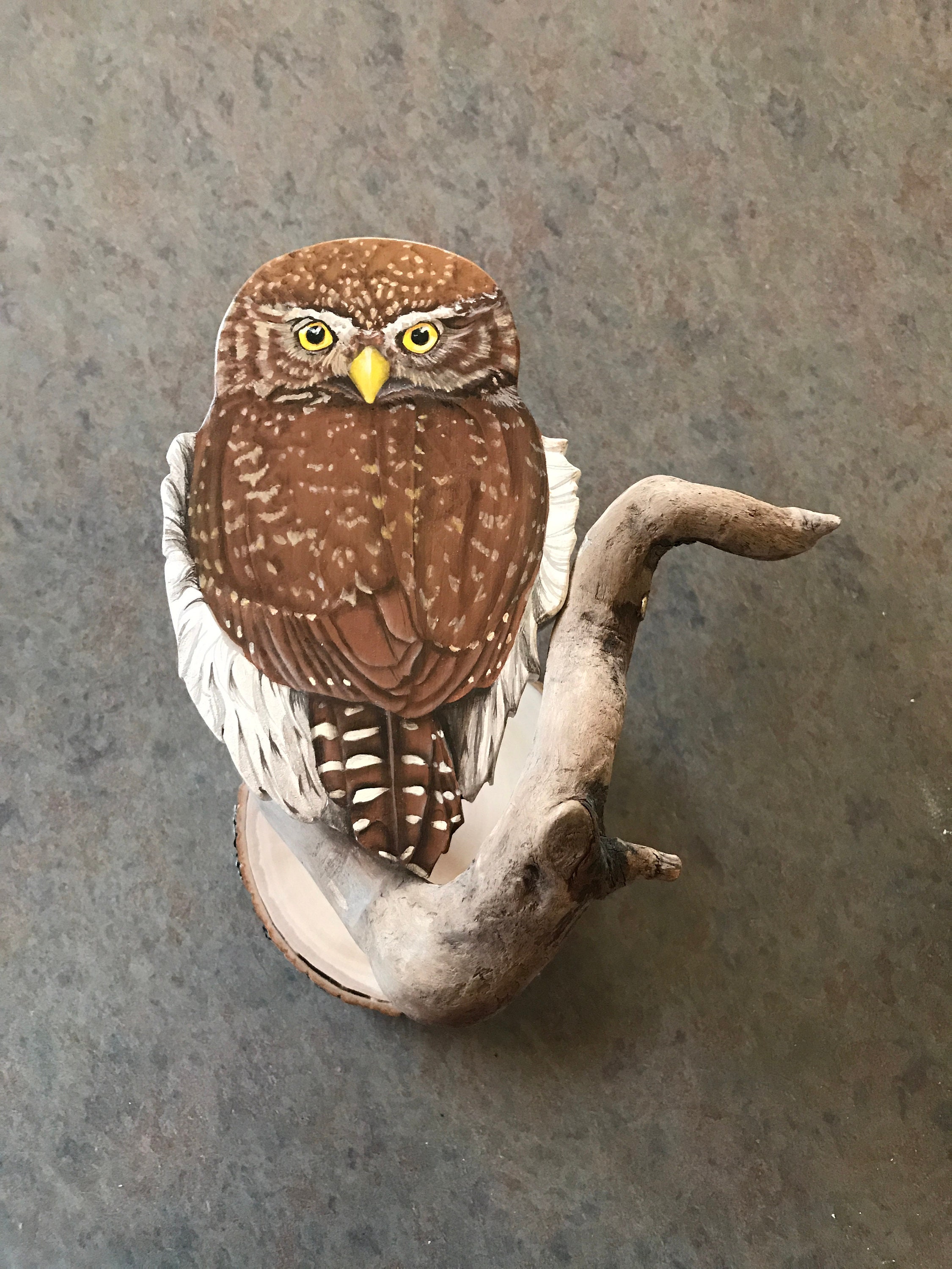 Northern Pigmy Owl