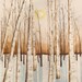 Cristin R. Harrington