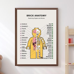 Druckbare Anatomie Kunst für Montessori Homeschool Kleinkinderbildung
