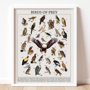 Póster vintage de aves con ilustraciones de aves rapaces y del jardín para amantes de la naturaleza.
