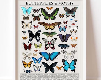Butterfly Species Wall Art for Homeschool and Decor
