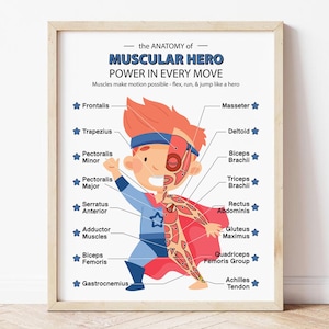 Könnte beinhalten: Ein gerahmter Druck mit dem Titel "Die Anatomie des Muskelhelden". Die Illustration zeigt einen Cartoon-Superhelden mit beschrifteten Muskeln. Der Text erklärt, wie Muskeln Bewegung ermöglichen. Der Superheld trägt ein blaues und rotes Kostüm.