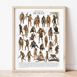 May include: A framed print labelled "SPECIES OF HUMAN" displaying illustrations of different hominid species. The artwork presents a range of human ancestors and related primates, designed in a scientific and educational manner. The print is enclosed within a light-coloured wooden frame.