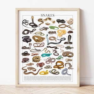 May include: A framed print displaying a detailed illustration of various snake species. The print includes the title "Snakes" at the top and a numbered list of different snake types, showcasing their diverse colours and patterns. The frame is a light wood colour.