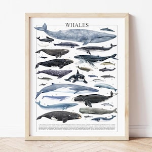 Whales Wall Art Print – Nautical Decor Ocean Poster