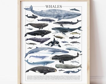 Whales Wall Art Print – Nautical Decor Ocean Poster