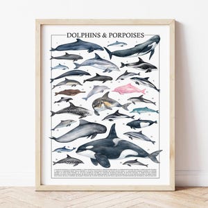 May include: A framed print titled "Dolphins & Porpoises" featuring various illustrations of dolphins and porpoises in shades of gray, black, and pink. The print includes a detailed key at the bottom, and is set against a white background.