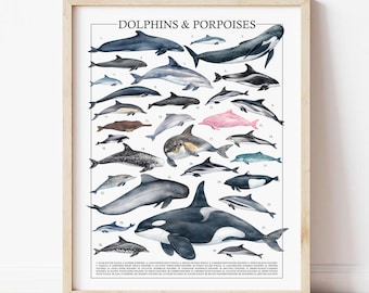Dolphin Painting – 29 Species Scientific Poster | Marine Biology Art