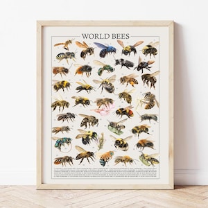 May include: A framed print titled "WORLD BEES" displays detailed illustrations of various bee species. The artwork showcases a variety of bees in different colours and sizes, each labelled with a number. The print is set against a neutral background.