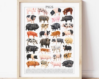 Watercolor Pigs Poster: Farm Animal Breed Chart, Countryside Art (Digital Download)