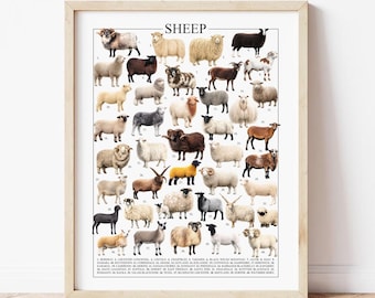 40 Sheep Poster Breeds: Farmhouse Wall Art - Knowledge Poster (Digital Download)
