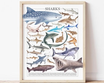 Sharks Poster: Coastal Art of Whale Shark & Marine Biology
