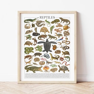 May include: A framed vintage print titled "REPTILES" featuring detailed illustrations of various reptiles, including snakes, turtles, lizards, and crocodiles. The artwork has a classic, educational style with a beige background and a wooden frame.