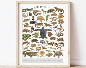 50 Reptiles Poster | Biology Poster of Vibrant Wall Art (Digital Download)