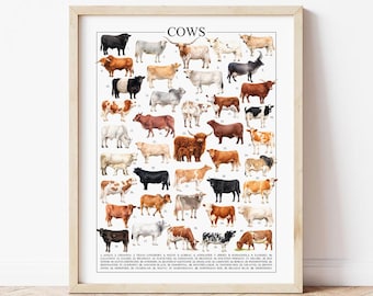 40 Cow Breeds Poster: Highland Cow Farm Nursery Decor (Digital Download)