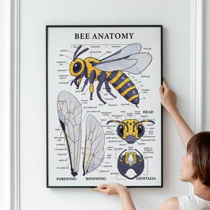 Honey Bee Anatomy: Bienenliebhaber & Imker Geschenk