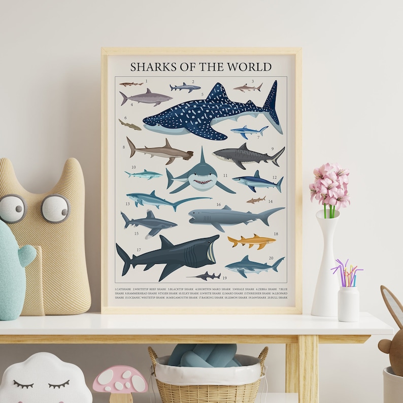 A shark poster depicting 20 species of most common sharks of the world. The poster is on a kids room desk.
