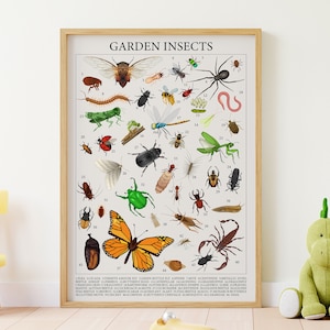 44 fascinantes carteles de insectos: Arte de biología para la educación en casa en el aula Montessori