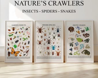 Three Piece Wall Art - Entomology & Biology Poster (Digital Products)