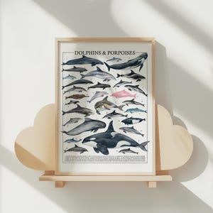 May include: Framed poster featuring illustrations of various dolphin and porpoise species. The poster includes the text "DOLPHINS & PORPOISES" at the top. The artwork is displayed on a light-colored shelf with a cloud-shaped design.