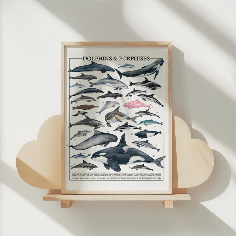 May include: Framed poster featuring illustrations of various dolphin and porpoise species. The poster includes the text "DOLPHINS & PORPOISES" at the top. The artwork is displayed on a light-colored shelf with a cloud-shaped design.